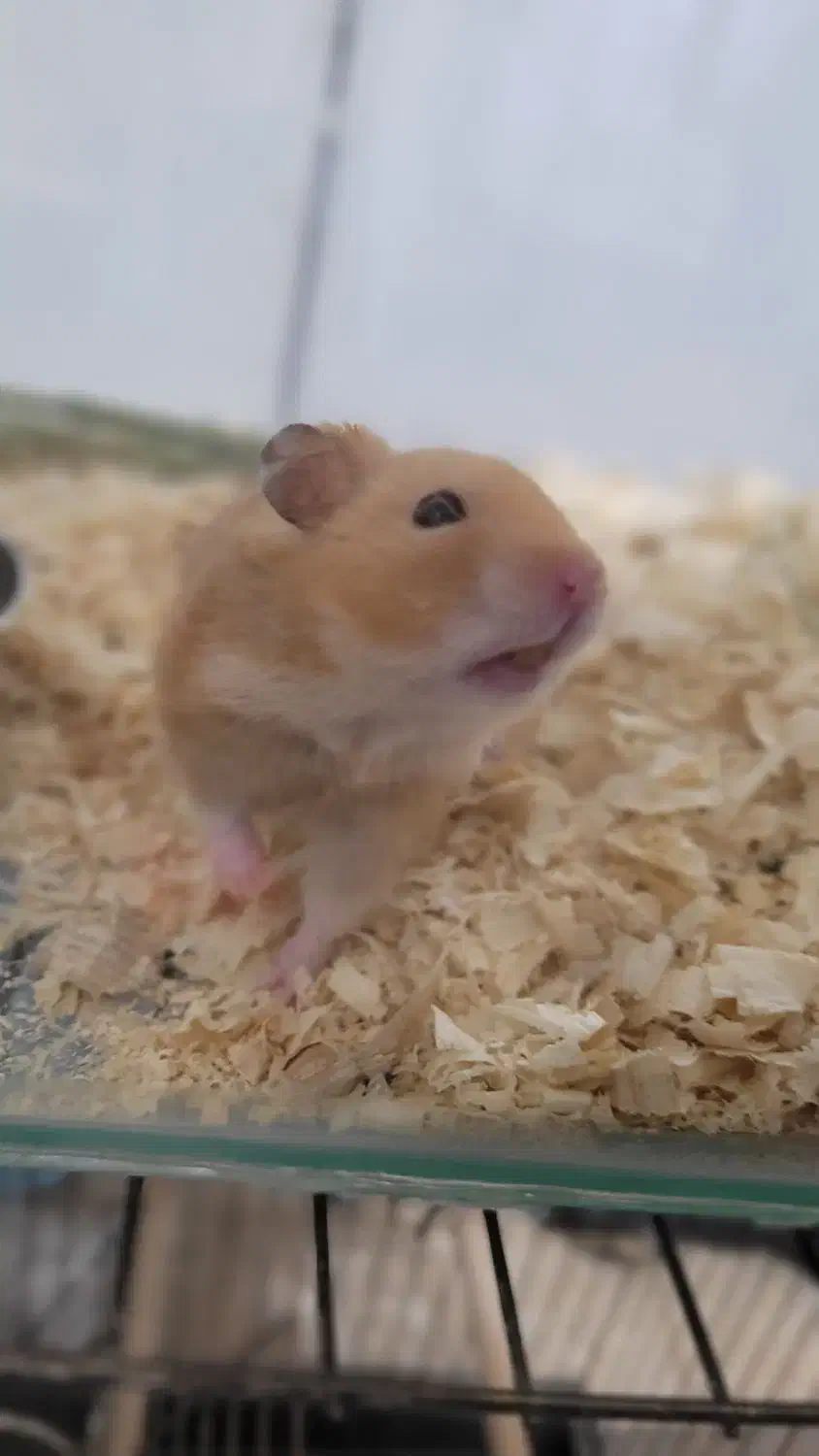 همستر قهوه ای نر|موش و خرگوش|شیراز, منطقه هوایی شهید دوران|دیوار