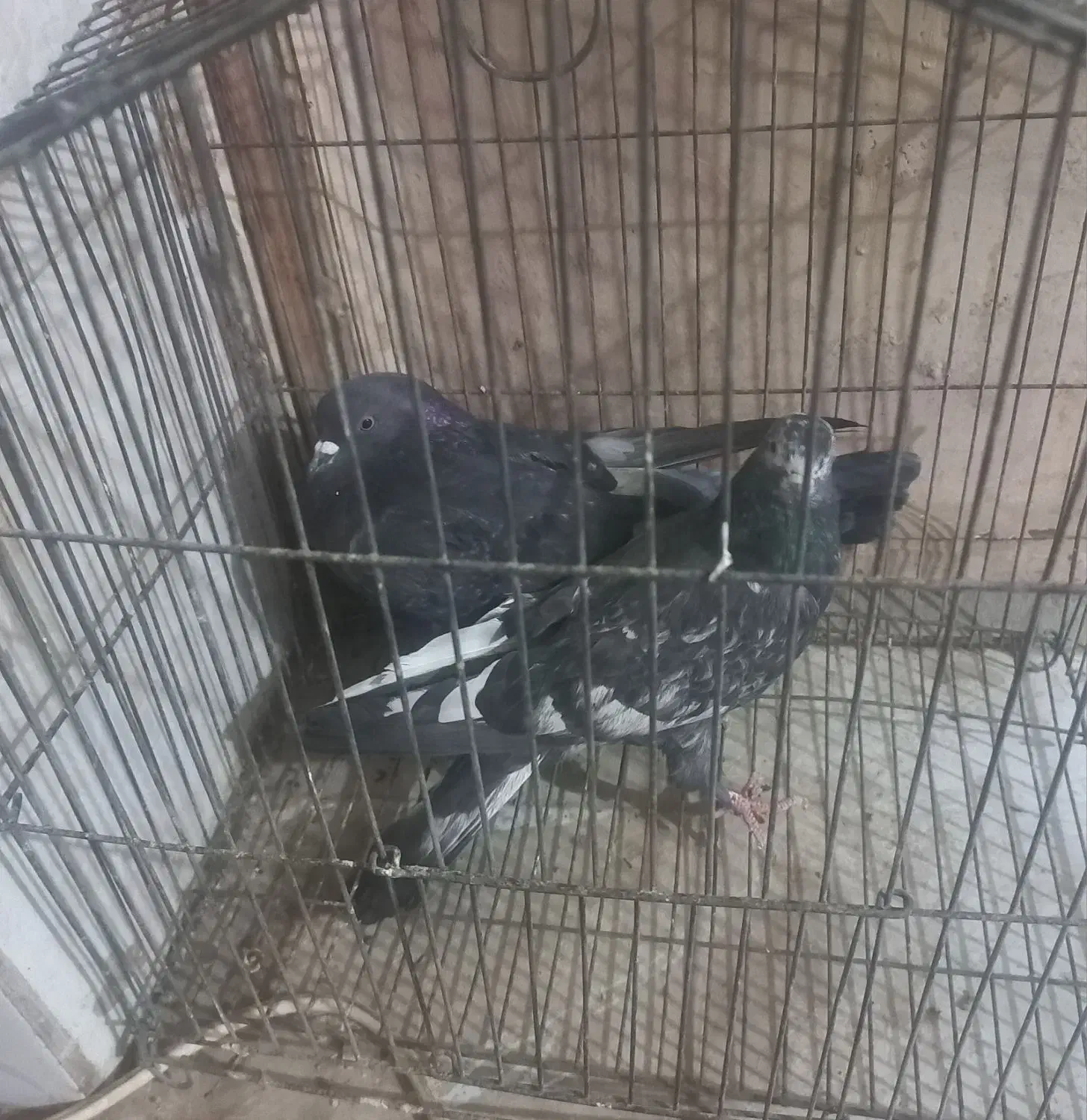 کبوتر پرشی کاشونی|پرنده|فلاورجان, |دیوار