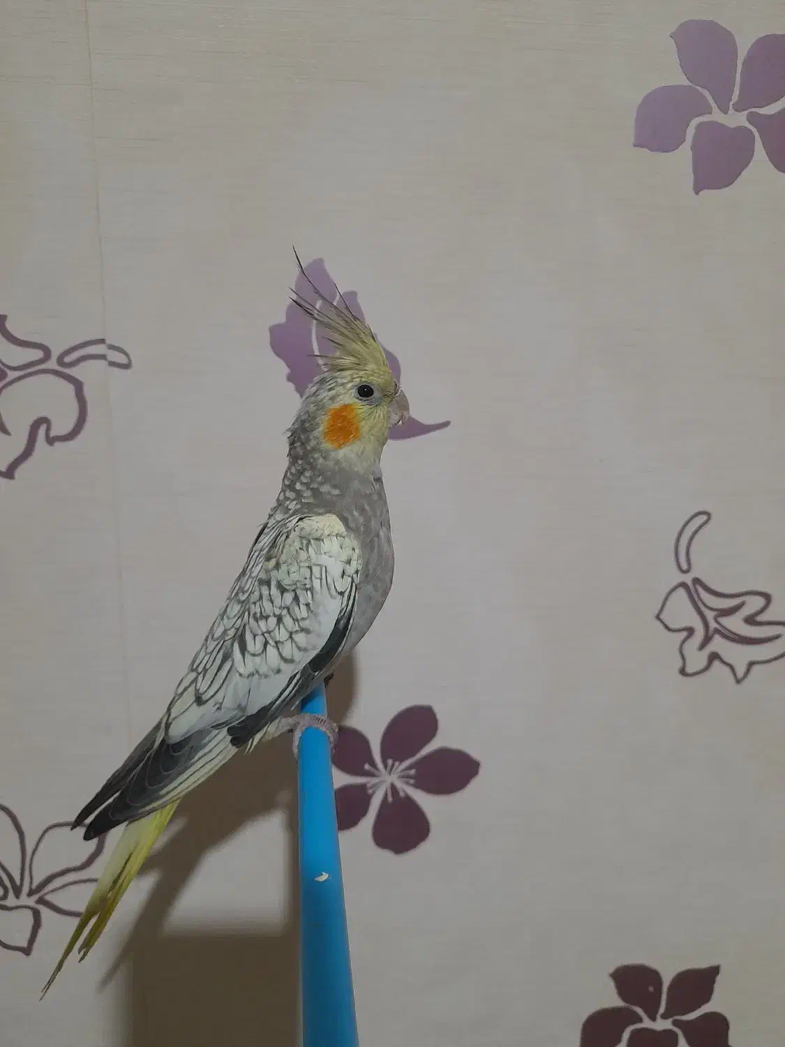 پرنده عروس هلندی ماده|پرنده|ملایر, |دیوار