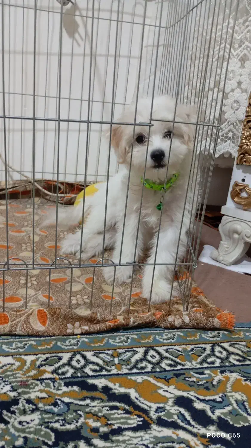 شیتزو پودل تریر|سگ|ارومیه, |دیوار