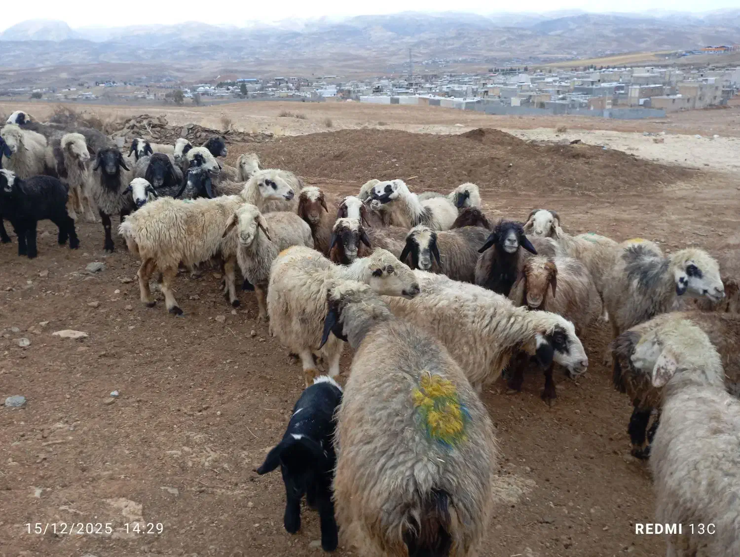 48راس میش داشتی بره دار و آبستن به فروش میرسد|حیوانات مزرعه|شیراز, محمدیه|دیوار