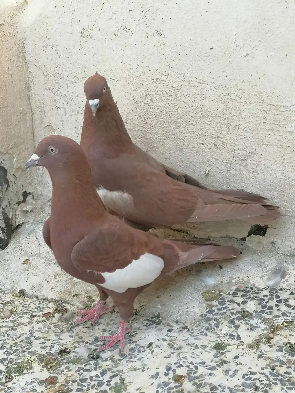 کفتر سرک سرخ|پرنده|شیراز, شیخ علی چوپان|دیوار