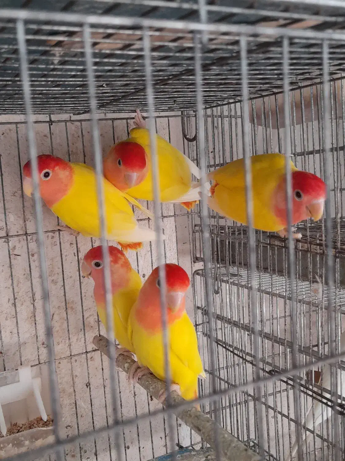 طوطی کوتوله برزیلی|پرنده|بندرعباس, |دیوار
