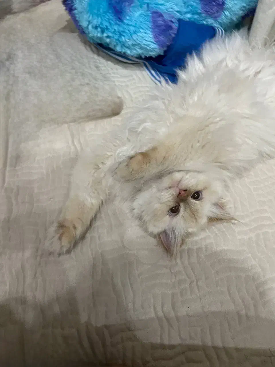 فروش گربه پرشین  هیمالین|گربه|مشهد, نیروی هوایی|دیوار