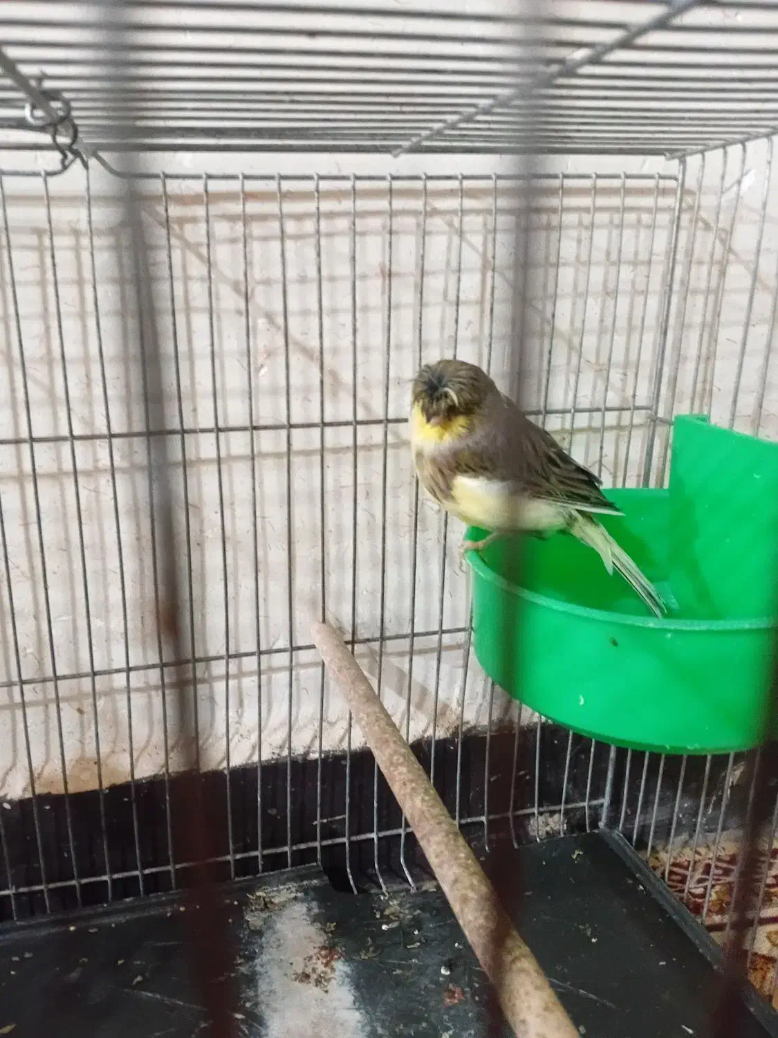 قناری ماده|پرنده|کیار, |دیوار