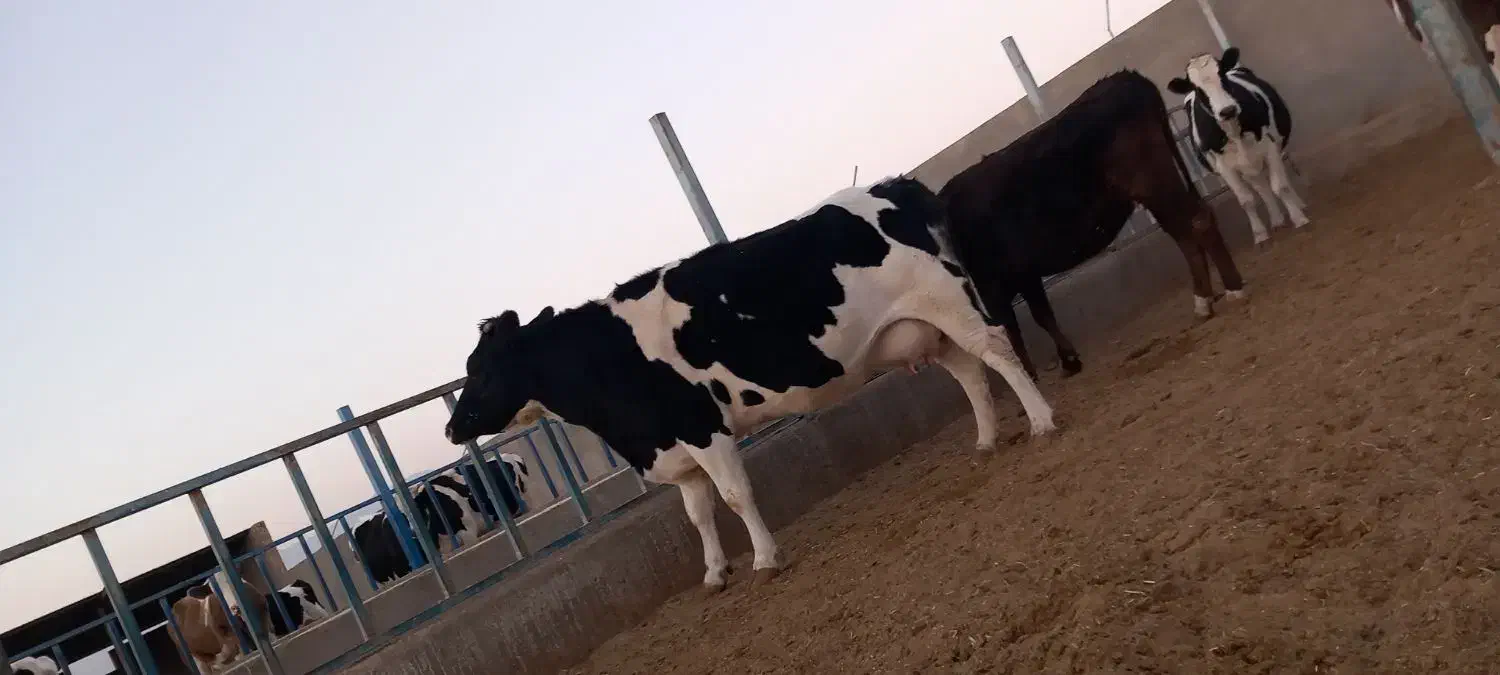 گاوشیری وتلیسه ابستن|حیوانات مزرعه|باشتین, |دیوار