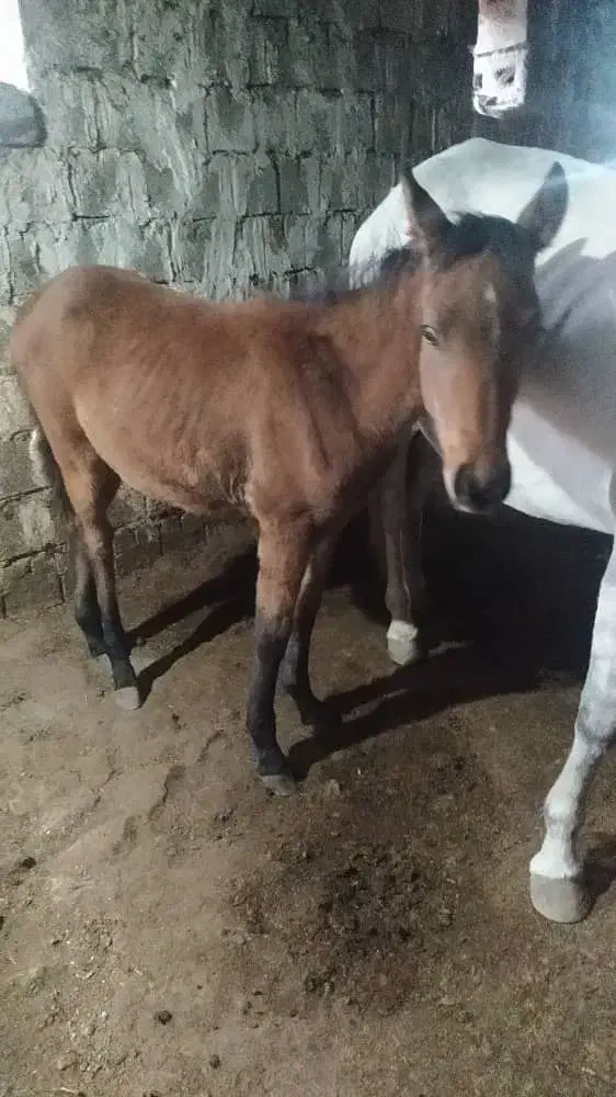 مادیون 5 ماهه|حیوانات مزرعه|سیلوانه, |دیوار