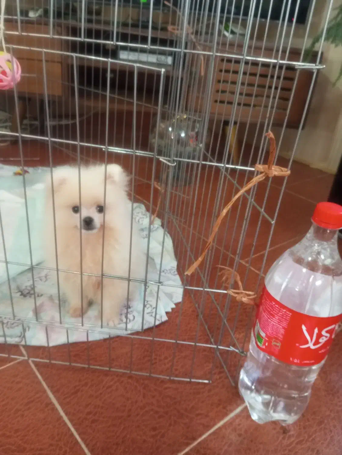 پامر خرسی|سگ|قشم, |دیوار