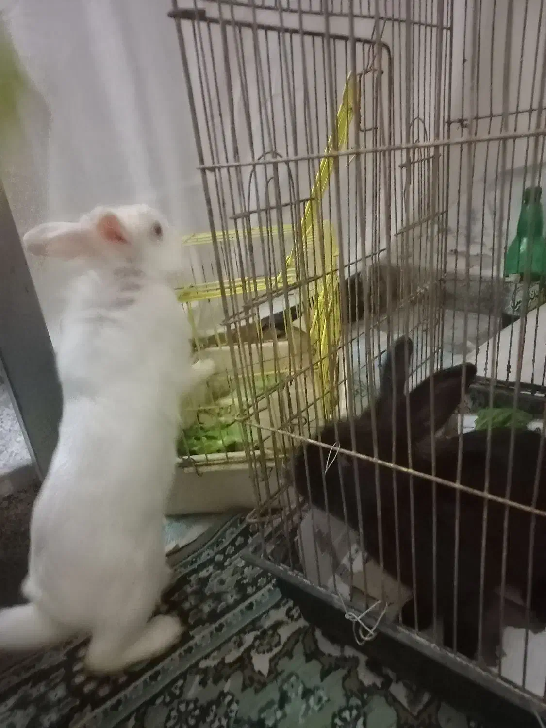 خرگوش|موش و خرگوش|ارومیه, |دیوار