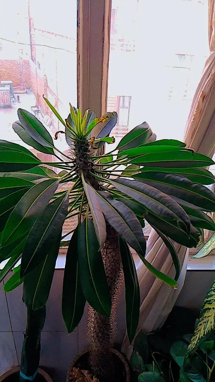 گل زیبای ماداگاسکار|گل و گیاه طبیعی|پاکدشت, پاکدشت (مامازند)|دیوار