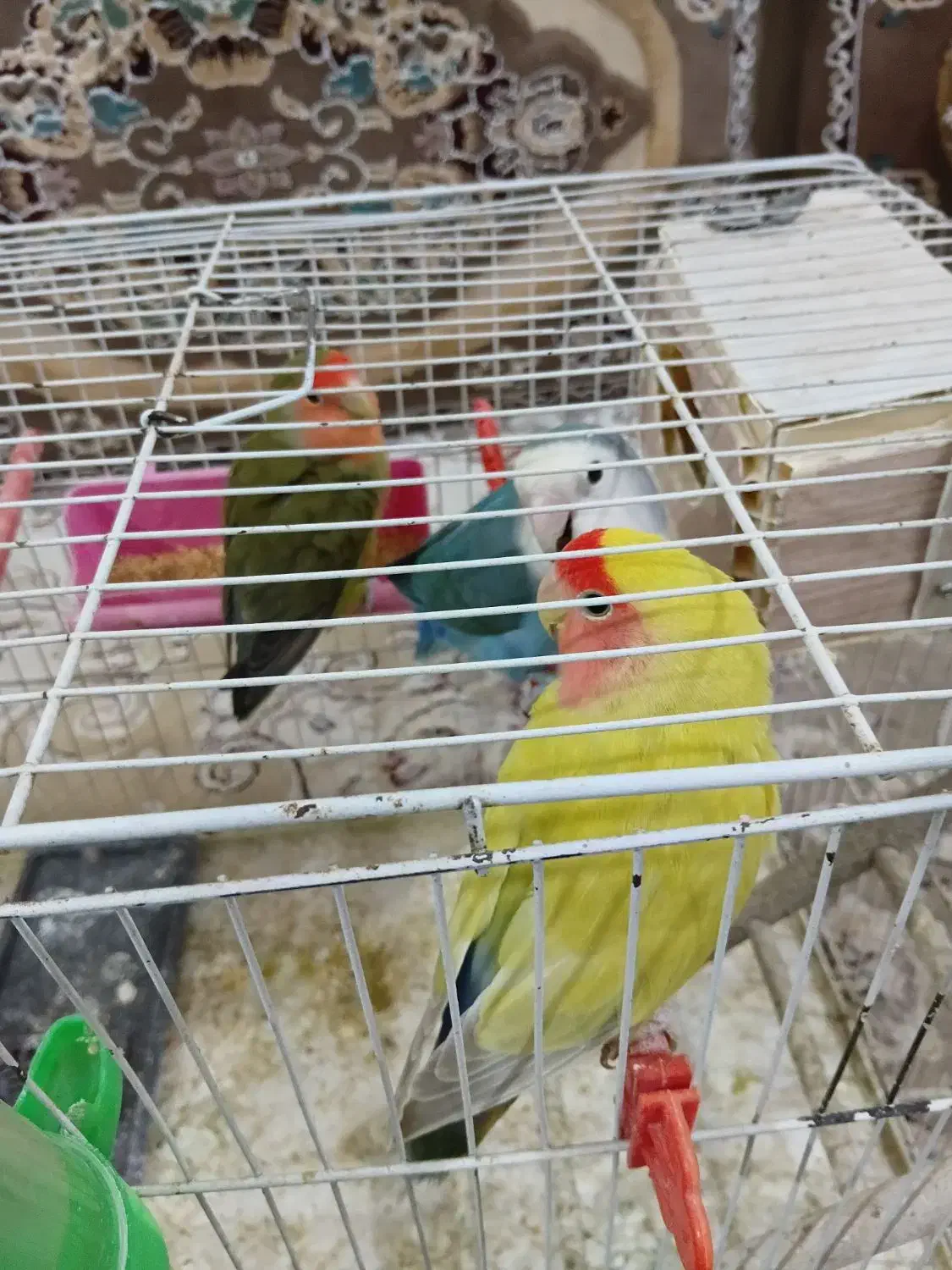 سه عدد طوطی برزیلی|پرنده|زاوه, |دیوار