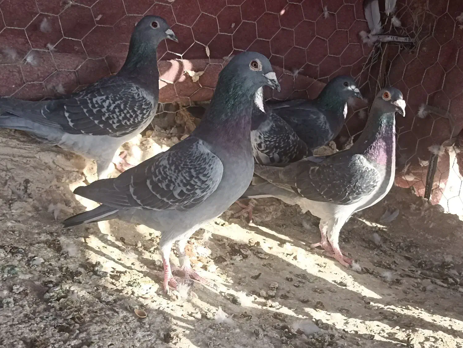 مسافتی|پرنده|زهک, |دیوار