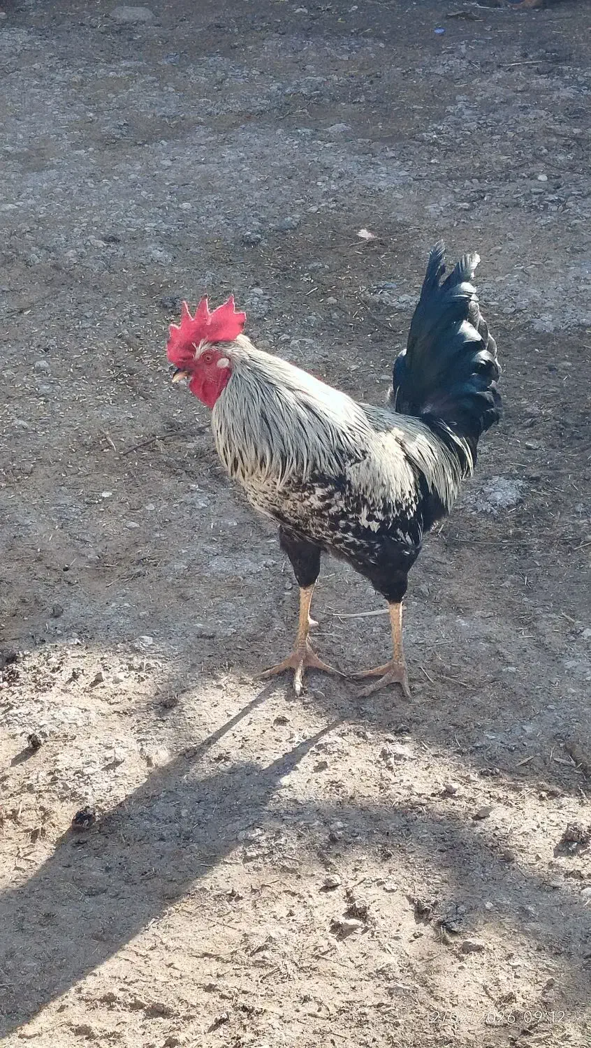 خروس|حیوانات مزرعه|بیرانوند, |دیوار