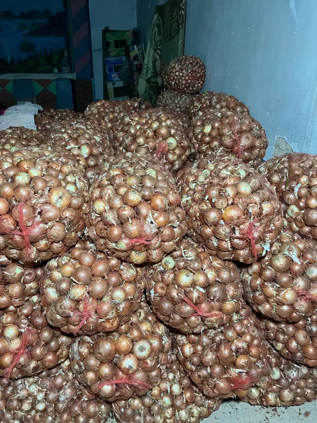 پیاز|خوردنی و آشامیدنی|زنجانرود, |دیوار