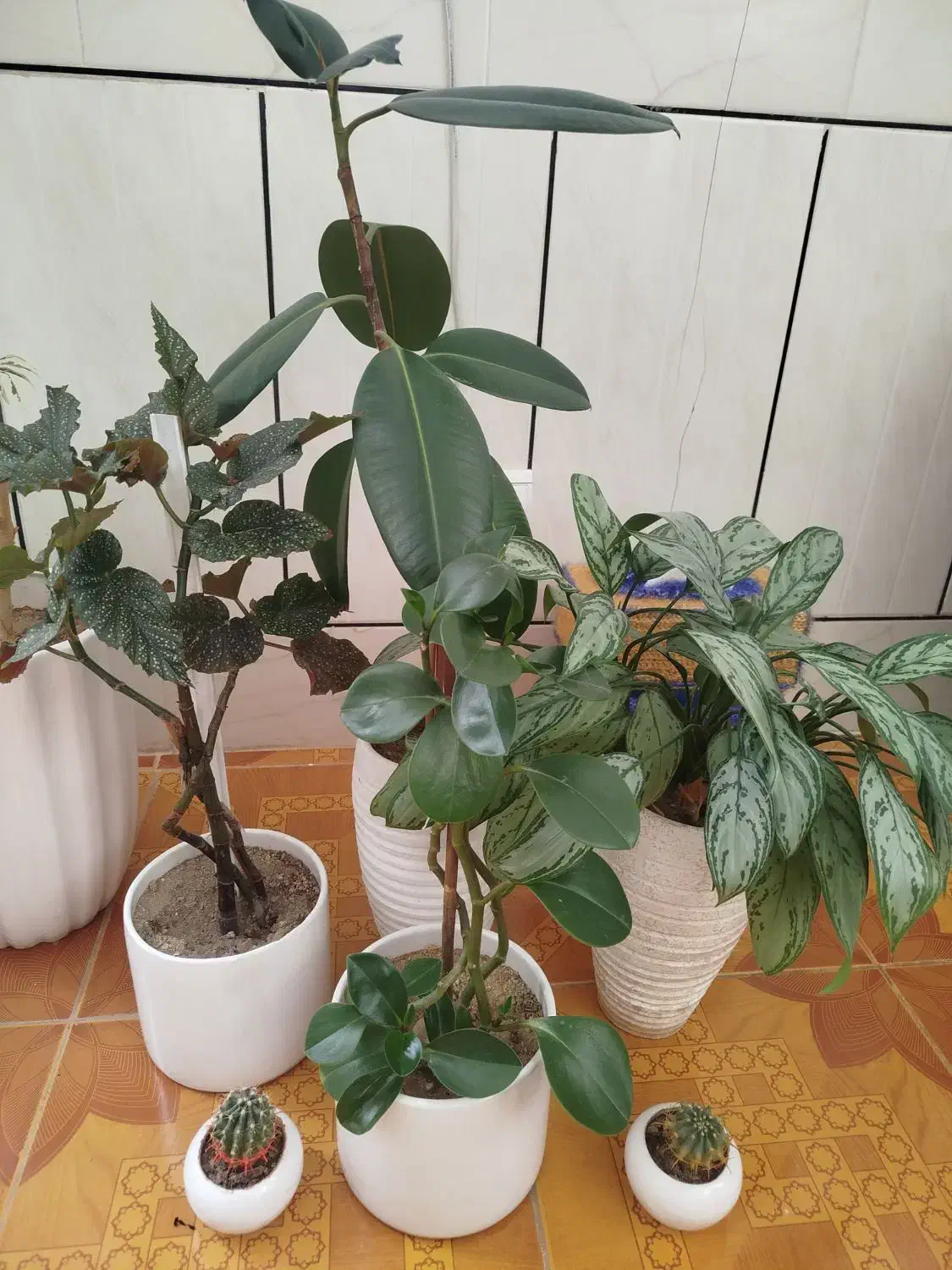 گل وگیاه|گل و گیاه طبیعی|الیگودرز, |دیوار