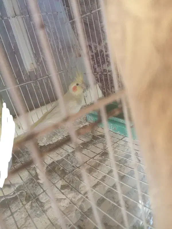 فروشی|پرنده|تربتحیدریه, آغوی|دیوار