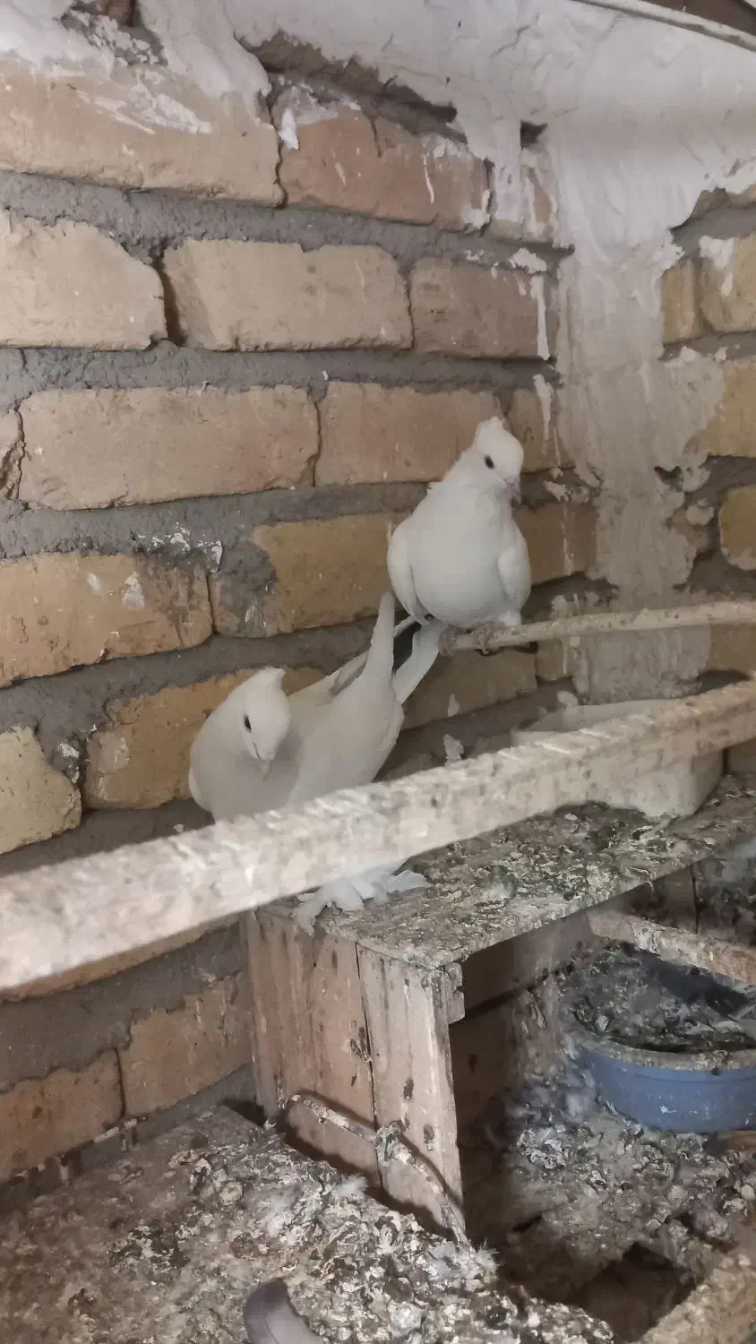 نرومادهدمسیاهکاکلیپرپا|پرنده|قنوات, |دیوار