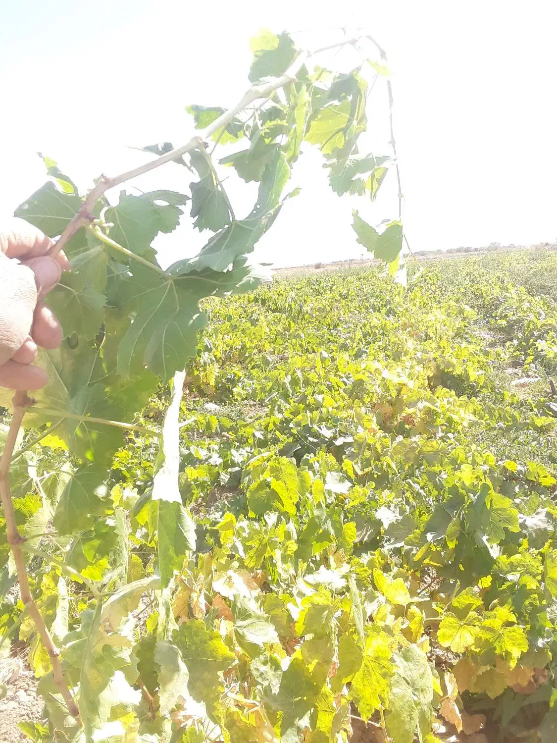 فروش نهال انگور یکساله و دوساله|خدمات باغبانی و درختکاری|خرمدشت, |دیوار