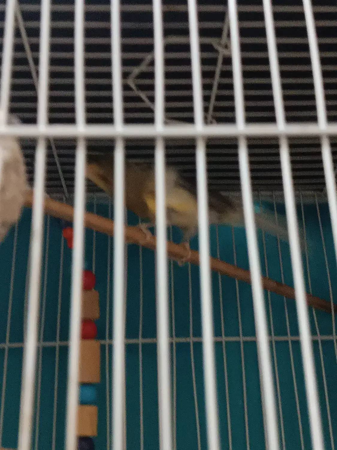 یک عدد عروس هلندی.یک عددمرغ عشق|پرنده|مشهد, خواجه ربیع|دیوار