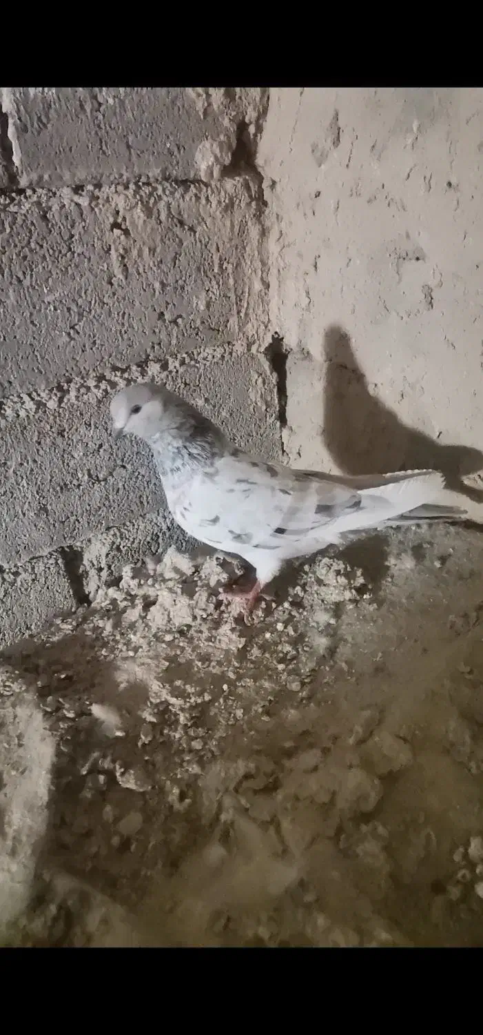 کبوتر سرور ماده|پرنده|بوکان, |دیوار