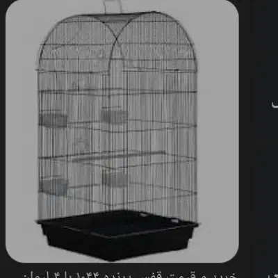 طوطی پیدا شده|حیوانات|شیراز, جمهوری|دیوار