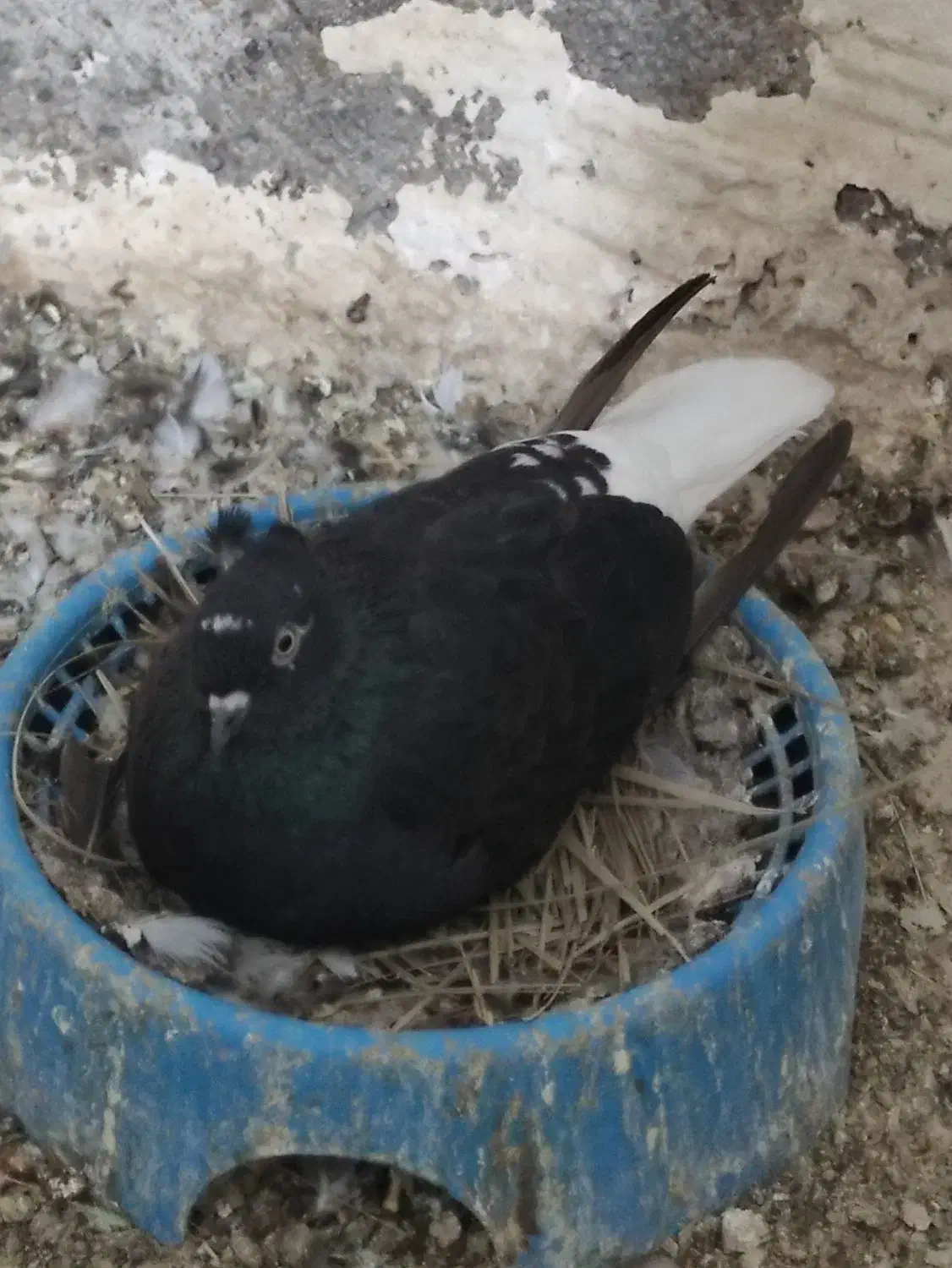 کپوتر اشعل و سینیی|پرنده|حمیدیه, |دیوار