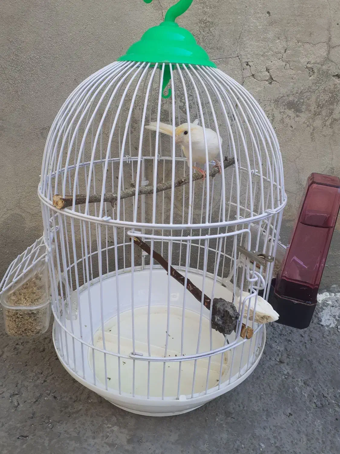 قناری نر یک ساله|پرنده|دینور, |دیوار