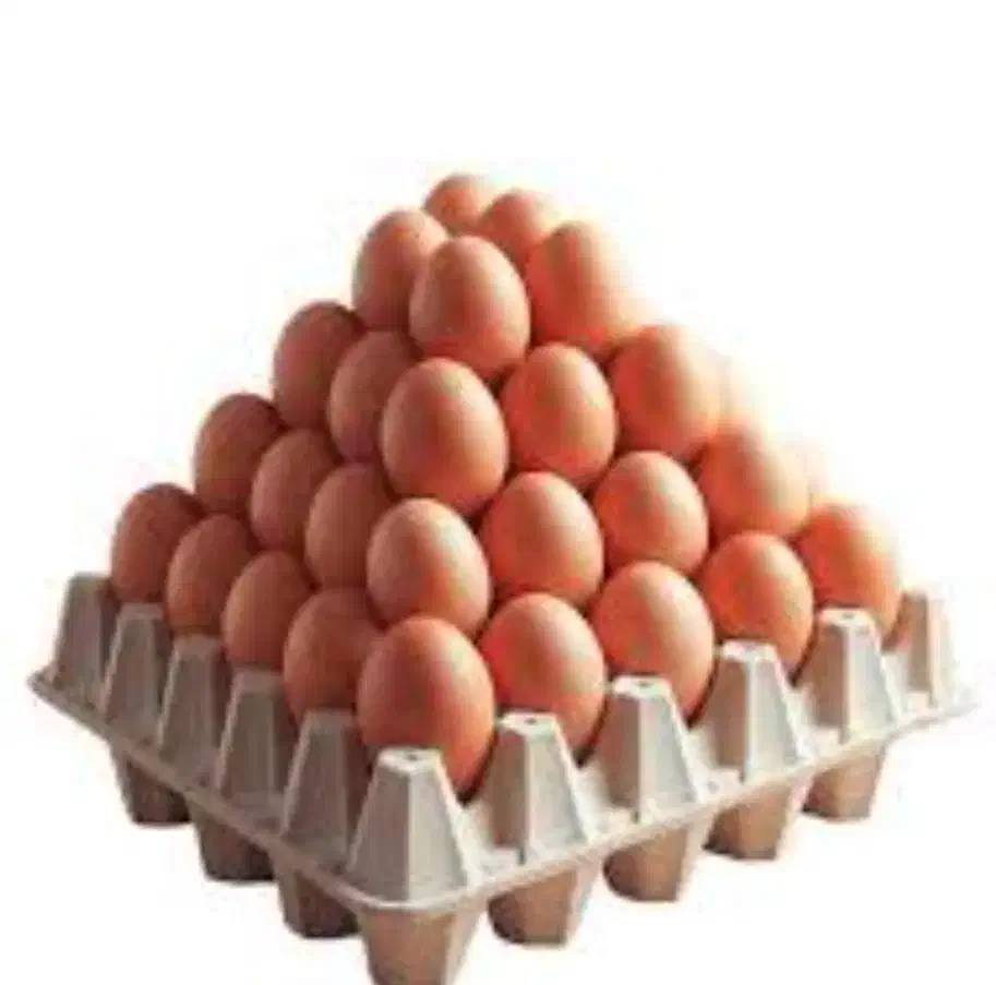 تخم مرغ|خوردنی و آشامیدنی|اسفراین, |دیوار