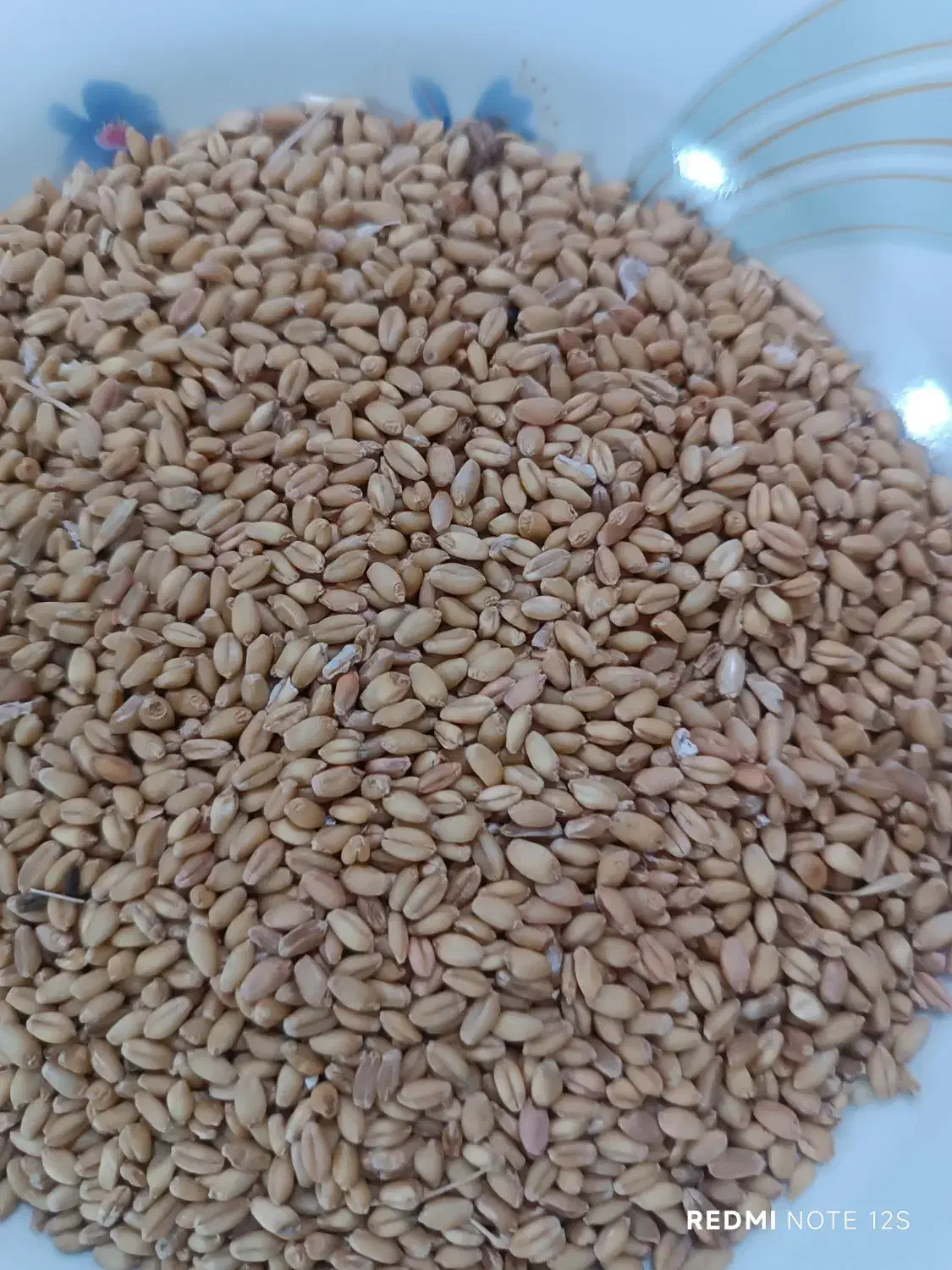 گندم و جو|عمده‌فروشی|کوهدشت, |دیوار