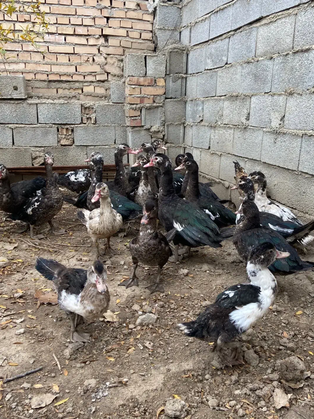 اردک خارجی|حیوانات مزرعه|القجر, |دیوار