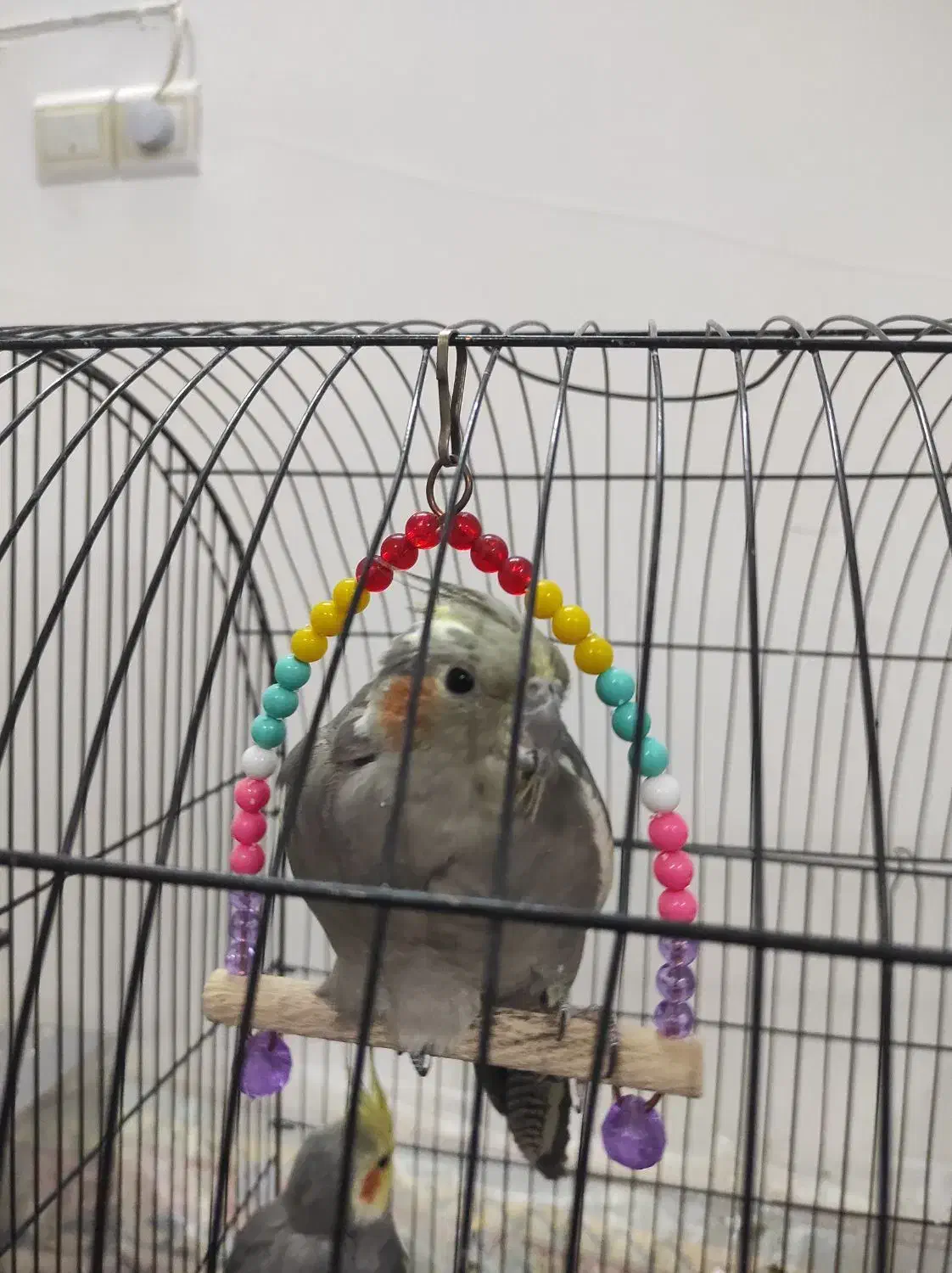 عروس هلندی|پرنده|قم, زاویه|دیوار