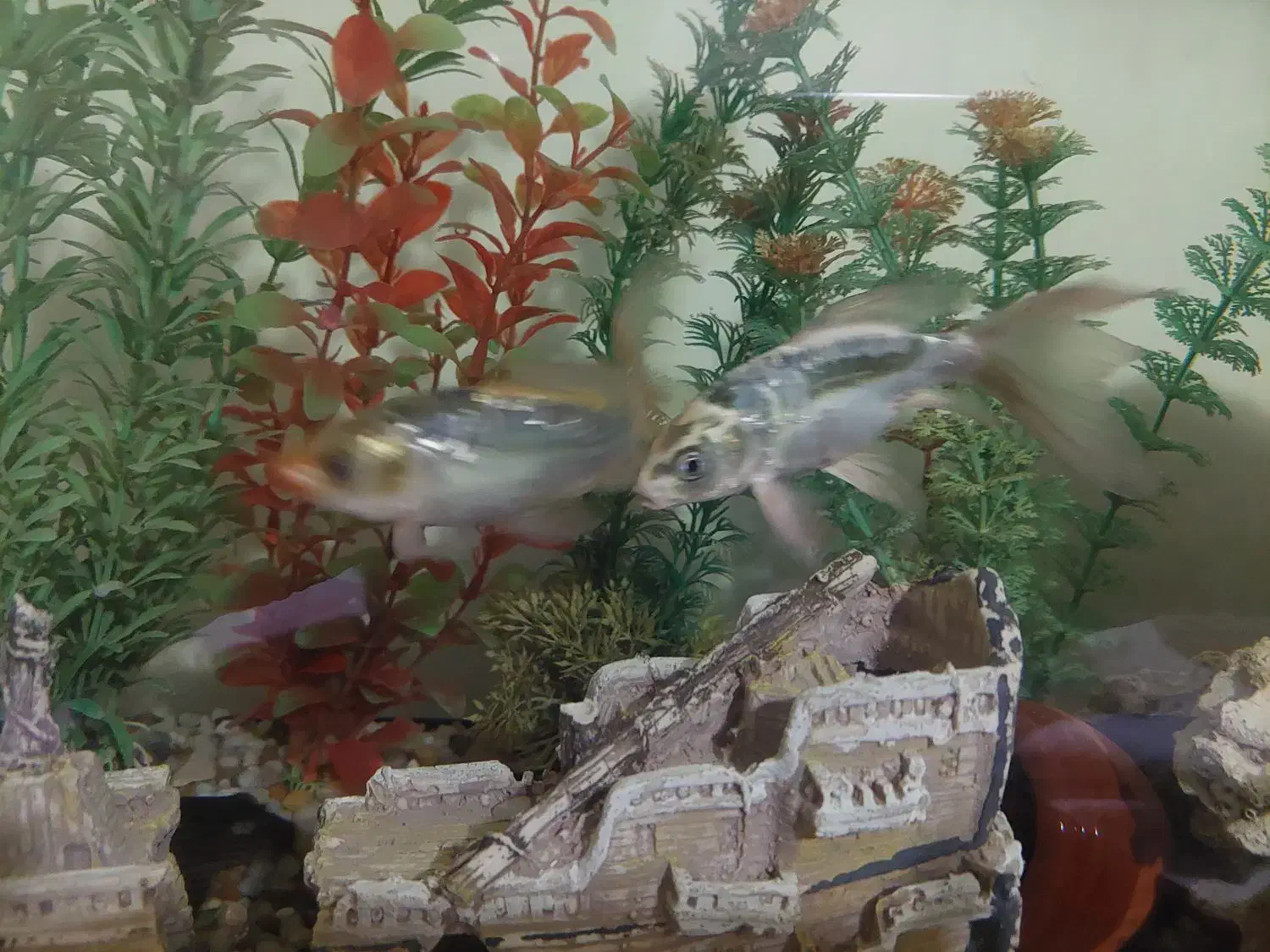 ماهی کوی و کت برنز|ماهی|تهران, جوادیه تهرانپارس|دیوار