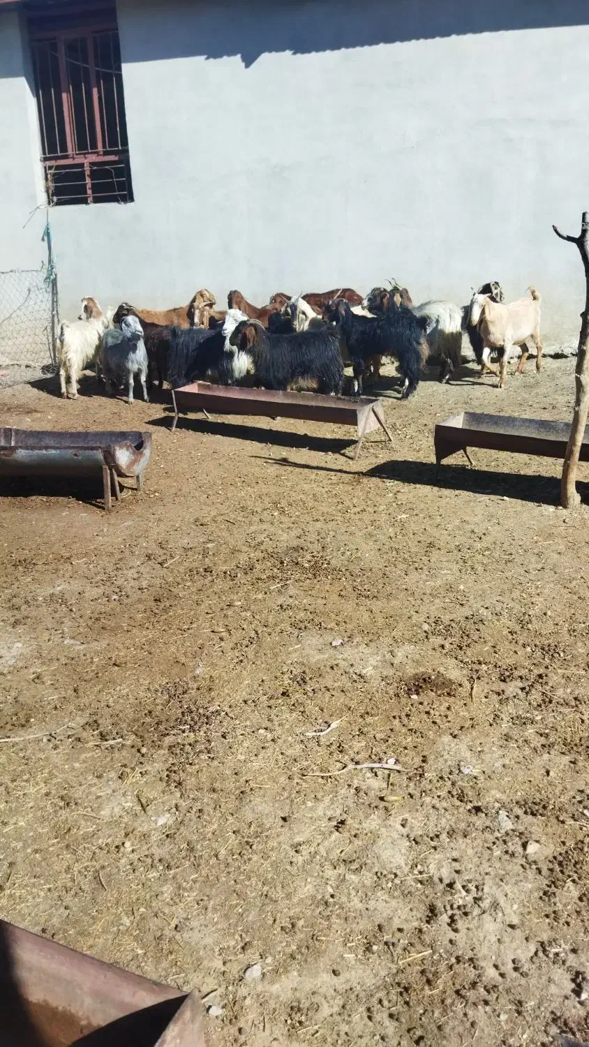 بز درجه یک|حیوانات مزرعه|ملکشاهی, |دیوار