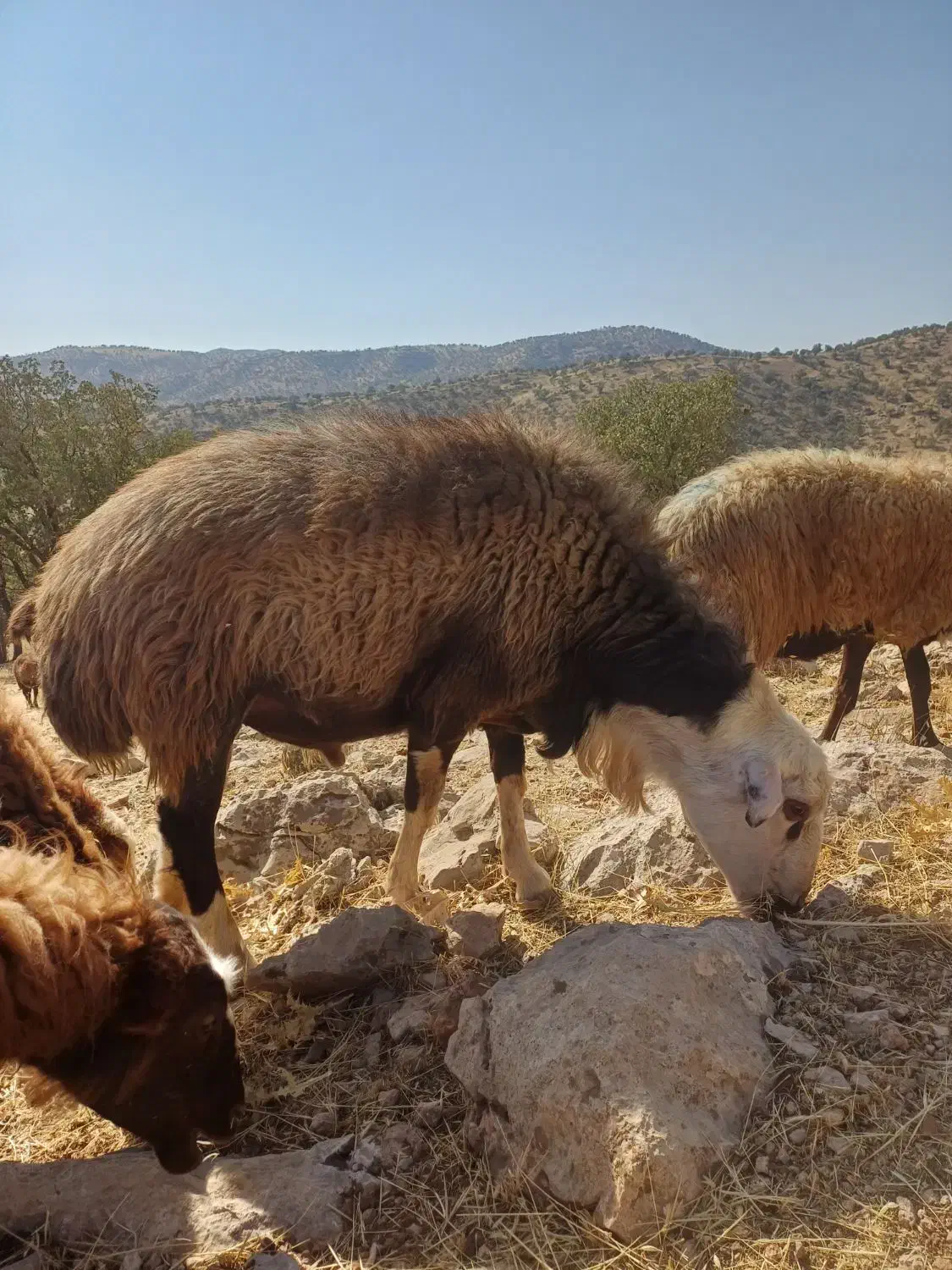 قوچ دو خط|حیوانات مزرعه|ویسیان, |دیوار