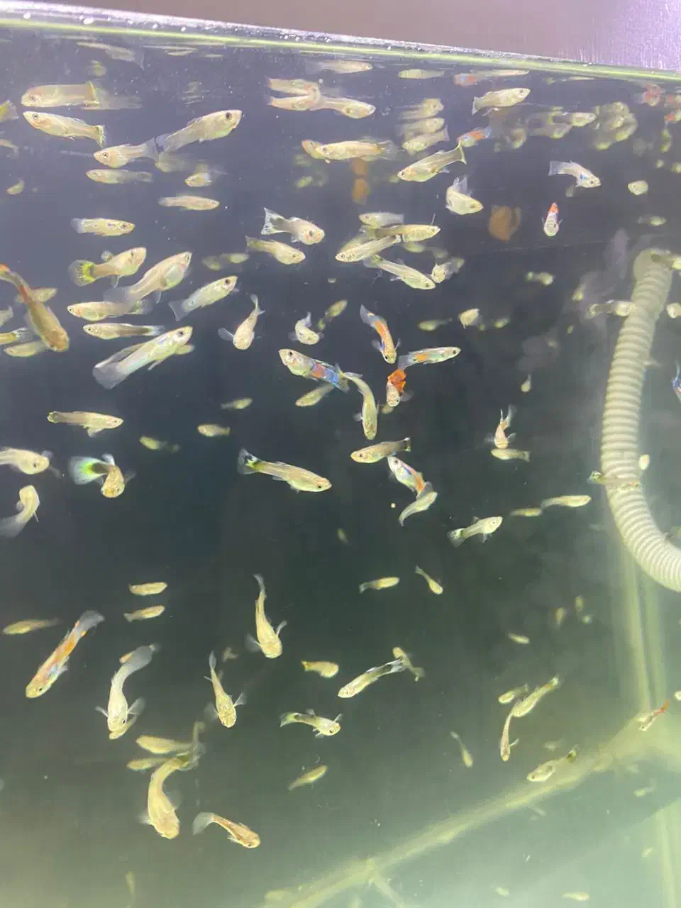 گوپی دونه ده تومن|ماهی|هشتگرد, فاز ۳ مهستان|دیوار