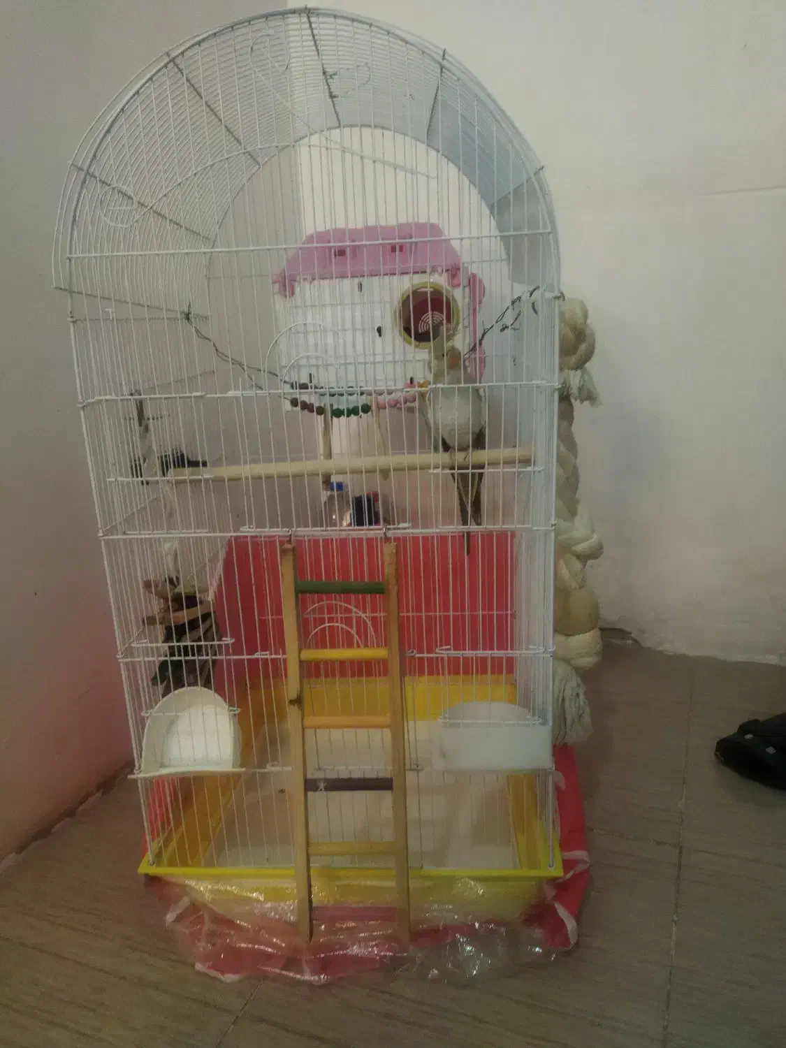 عروس هلندی مولد|پرنده|کوهدشت, |دیوار