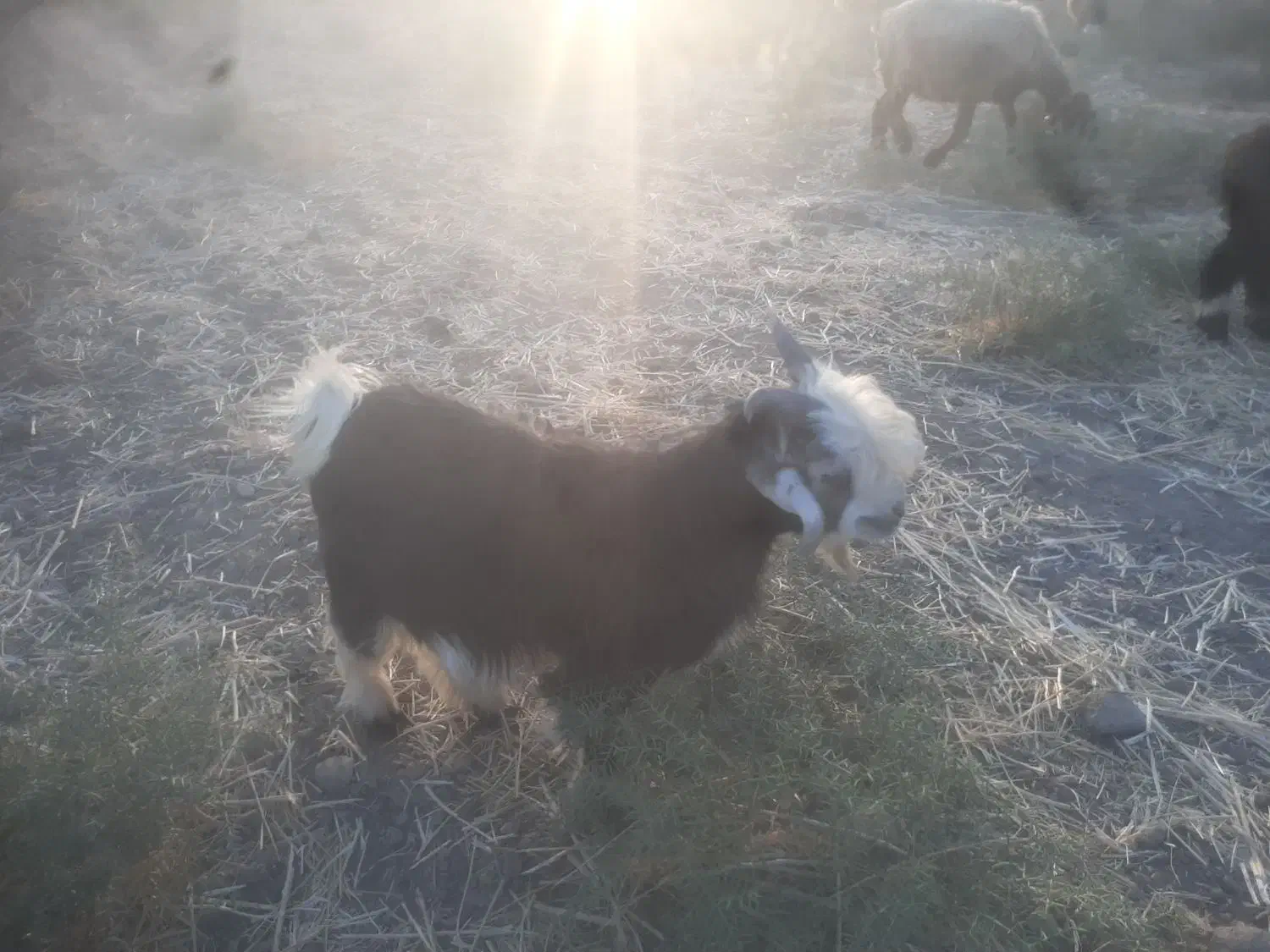 فروش بیگ|حیوانات مزرعه|لالی, |دیوار