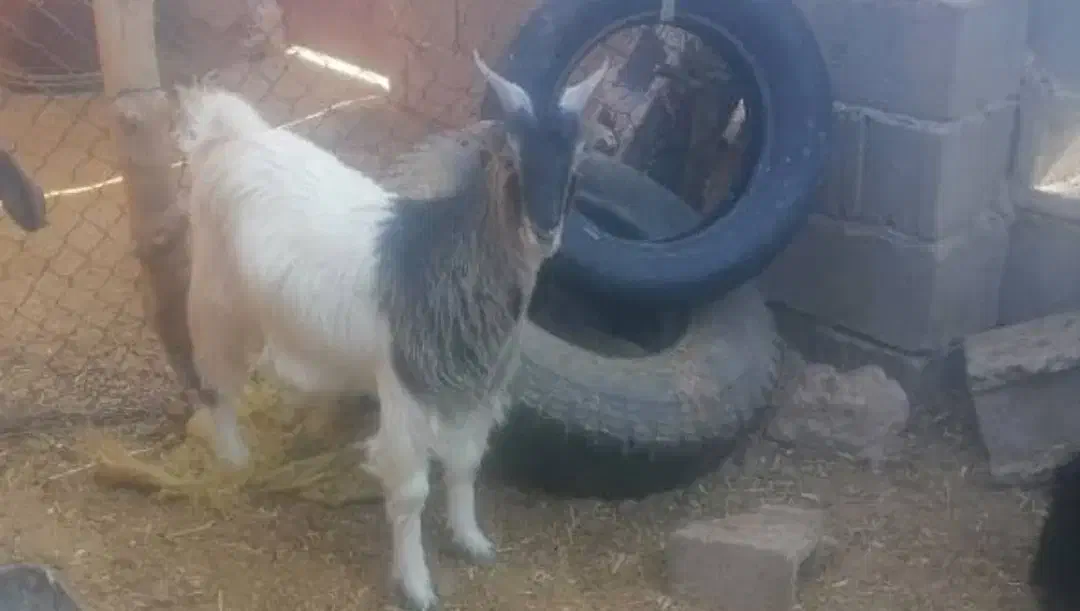 قصابی|حیوانات مزرعه|دهدشت, |دیوار