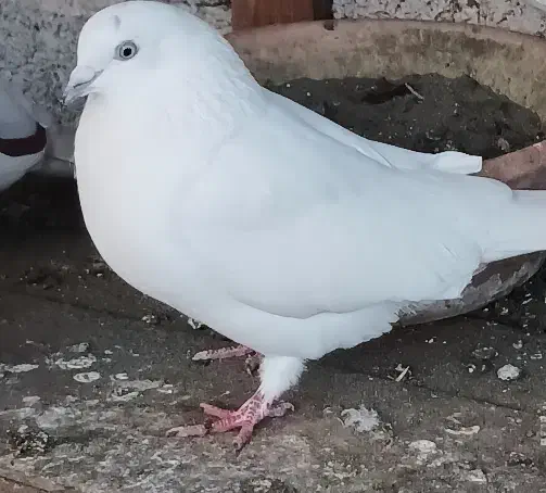 کبوتر|حیوانات|بندر انزلی, عباس آباد|دیوار