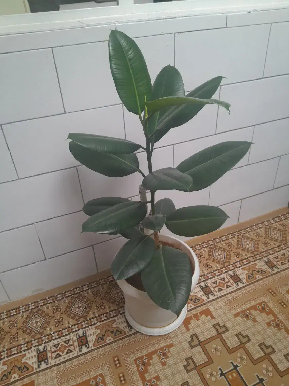 گل طبیعی|گل و گیاه طبیعی|لاران, |دیوار