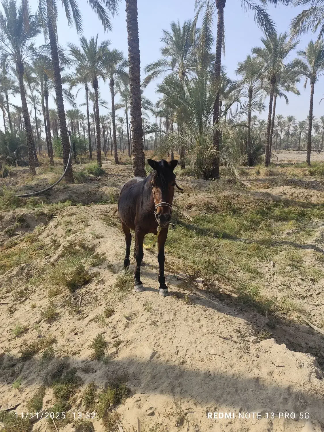 اسب مادیون|اسب و تجهیزات اسبسواری|برازجان, |دیوار