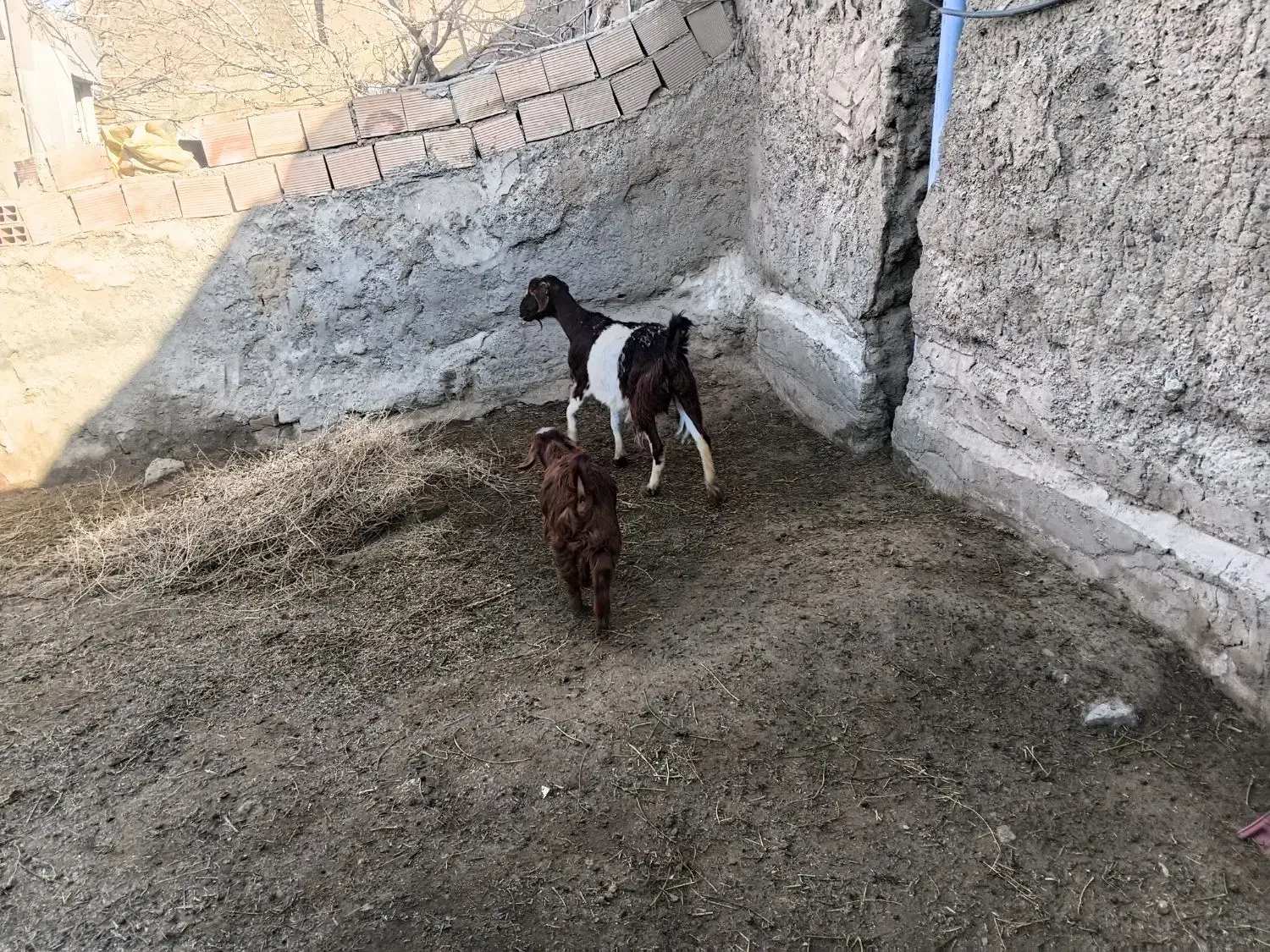 بز جوان|حیوانات مزرعه|خوشاب, |دیوار