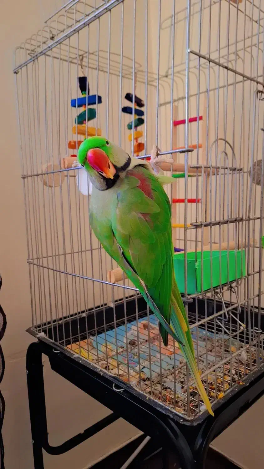 شاه طوطی نر بالغ کاملا آرام سخنگو باهوش بالا|پرنده|کرج, شهرک فهمیده|دیوار