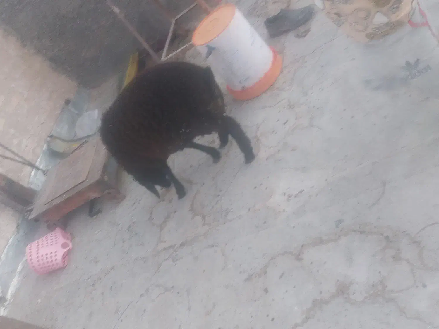 دوعدد گوسفند|حیوانات مزرعه|قنوات, |دیوار