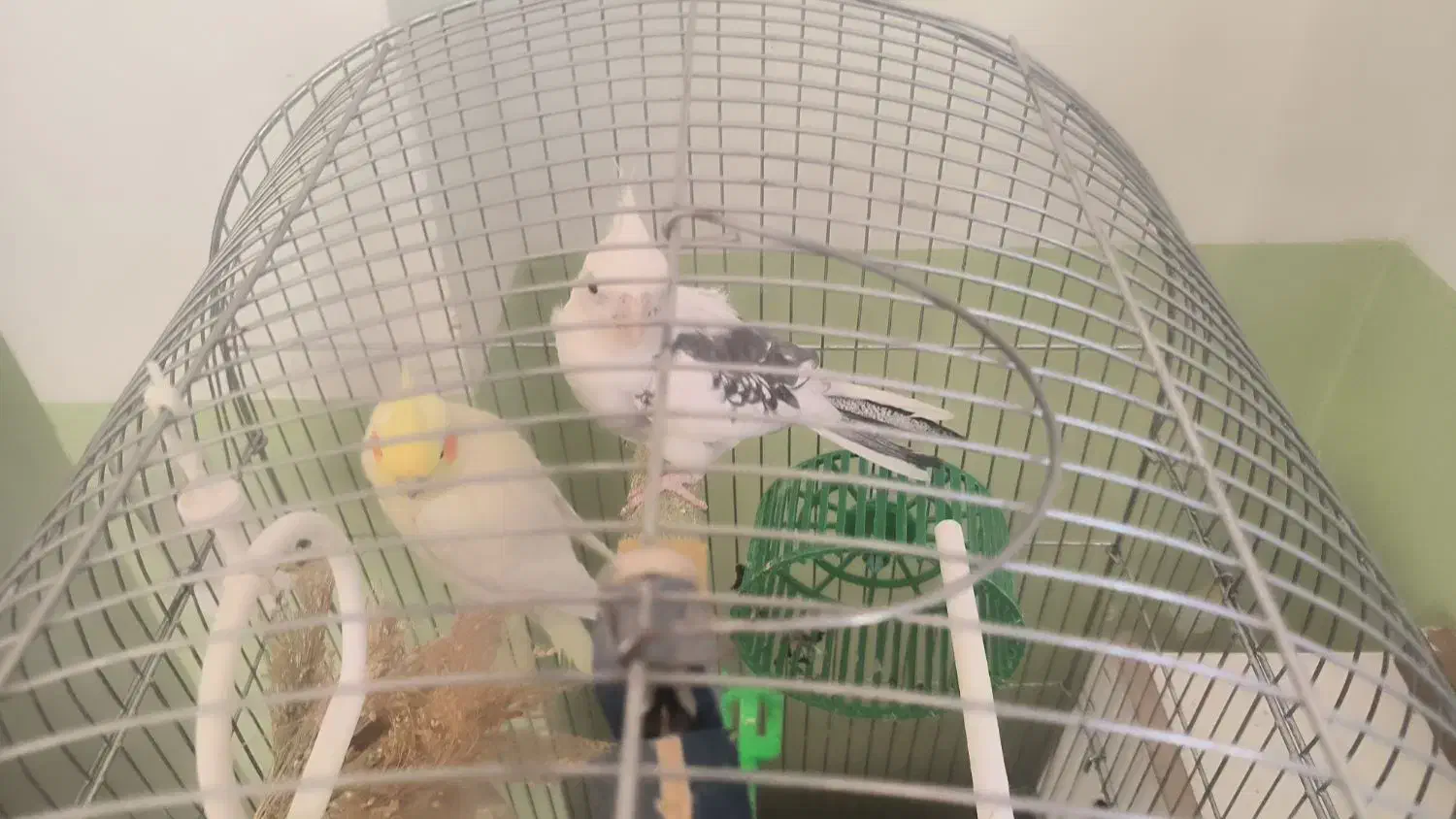 عروس هلندی سخن گو همراه با جوجه|پرنده|آشخانه, |دیوار