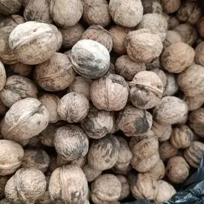مغز سفید امسال|خوردنی و آشامیدنی|تهران, چیتگر جنوبی|دیوار