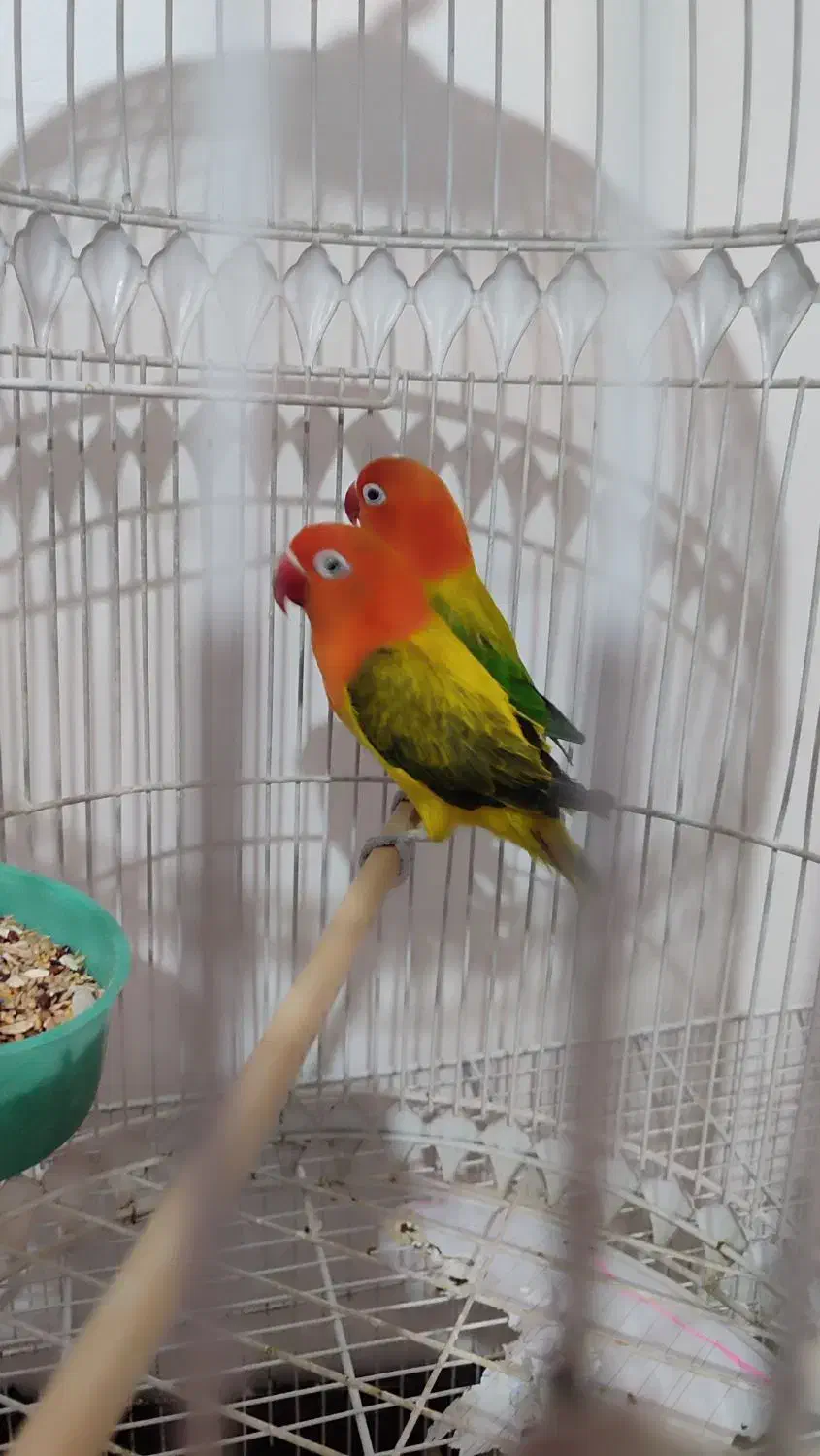 کوتوله وعروس هلندی|پرنده|مشهد, ایثار|دیوار