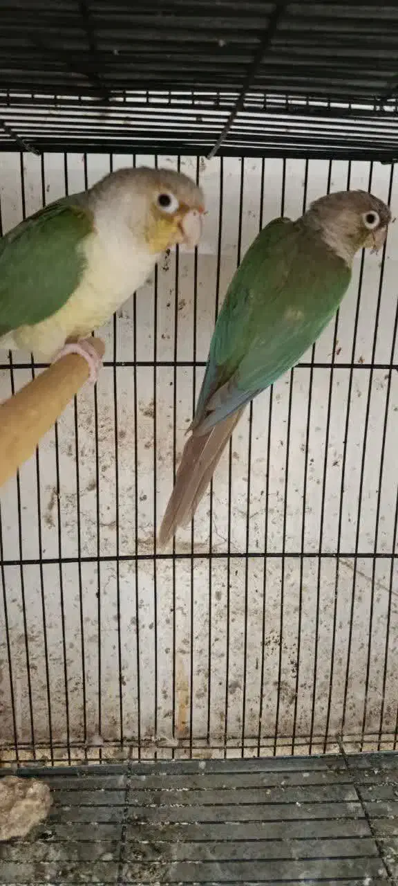 جفت گرینچیک کارداده و ماده آماده|پرنده|بردسکن, |دیوار