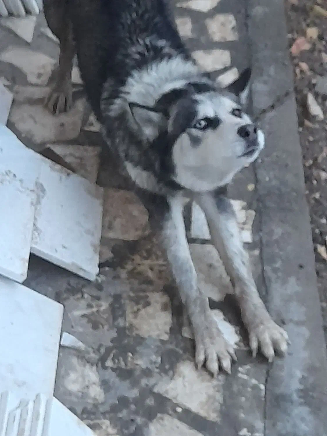 هاسکی|سگ|قزوین, |دیوار