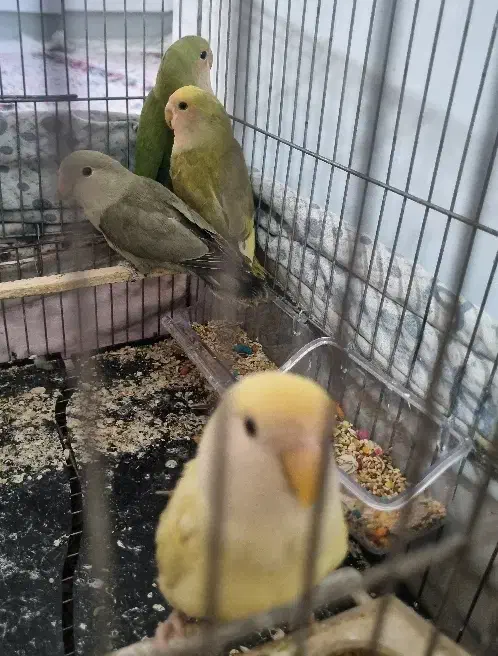 طوطی برزیلی|پرنده|محمدشهر, جعفرآباد|دیوار